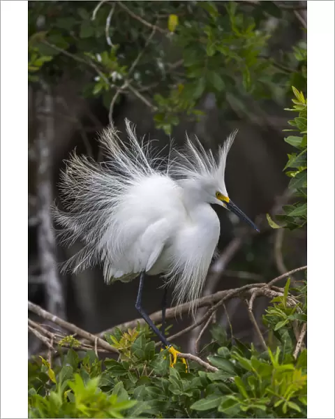 Snowy egret (Egretta thula) shows its breeding plumage. St. Johns Management Area