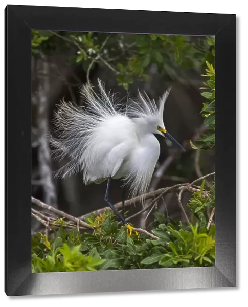 Snowy egret (Egretta thula) shows its breeding plumage. St. Johns Management Area