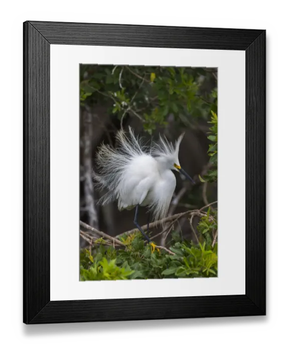 Framed Print : Snowy egret (Egretta thula) shows its breeding plumage. St. Johns Management Area