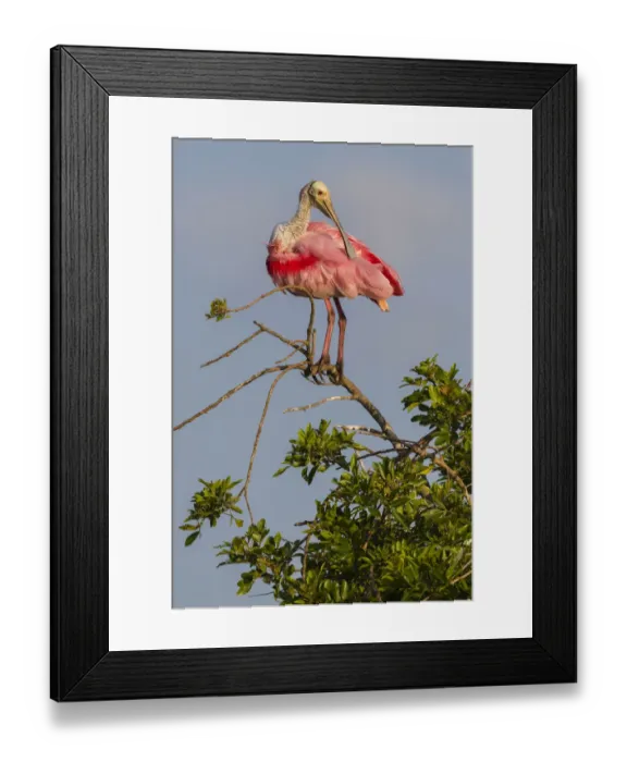 Framed Print : Roseate spoonbill (Platalea ajaja) at its nesting colony site, in early morning light Framed Print : Roseate spoonbill (Platalea ajaja) at its nesting colony site, in early morning light