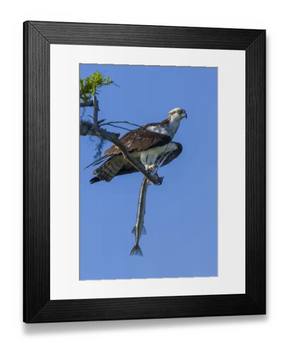 Framed Print : Osprey (Pandion haliaetus) with Atlantic needlefish (Strongylura marina) it has caught Framed Print : Osprey (Pandion haliaetus) with Atlantic needlefish (Strongylura marina) it has caught