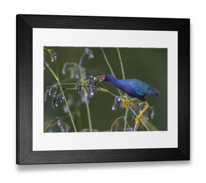 Framed Print : Purple gallinule (Porphyrio martinicus) reaches for giant bulrush (Schoenoplectis Framed Print : Purple gallinule (Porphyrio martinicus) reaches for giant bulrush (Schoenoplectis