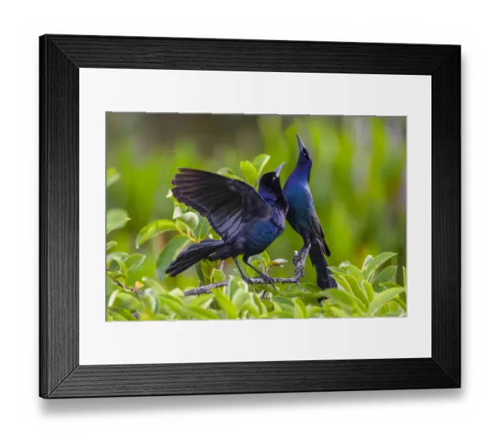 Framed Print : Common grackle pair (Quiscalus quiscula) in courtship display. Wakodahatchee Wetlands Framed Print : Common grackle pair (Quiscalus quiscula) in courtship display. Wakodahatchee Wetlands