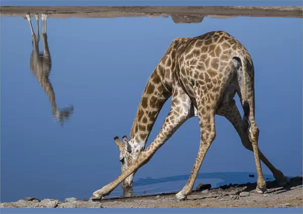 Common giraffe (Giraffa tippelskirchi) bending to drink at a waterhole, with another