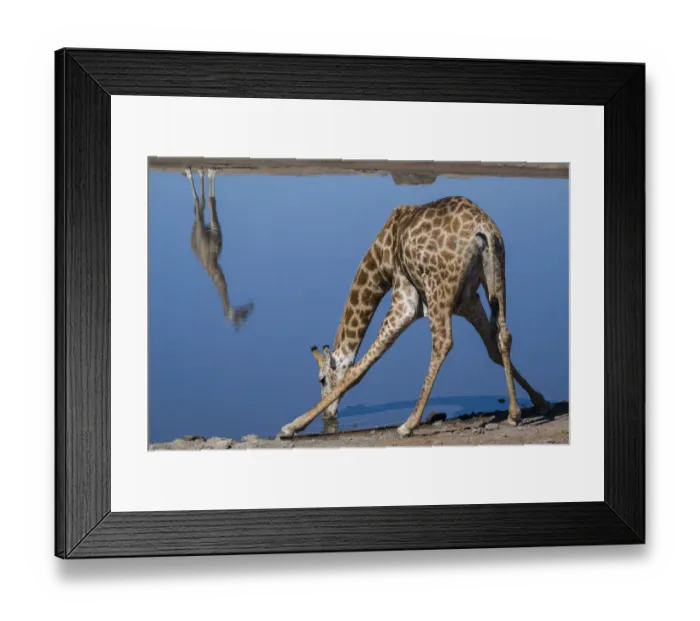 Framed Print : Common giraffe (Giraffa tippelskirchi) bending to drink at a waterhole, with another