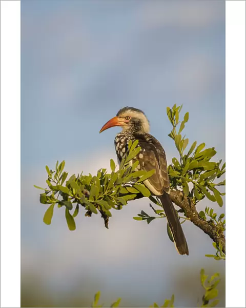 Southern red-billed hornbill male (Tockus rufirostris) Mahatsu Reserve, Botswana, June