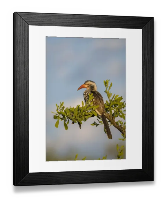 Framed Print : Southern red-billed hornbill male (Tockus rufirostris) Mahatsu Reserve, Botswana, June Framed Print : Southern red-billed hornbill male (Tockus rufirostris) Mahatsu Reserve, Botswana, June