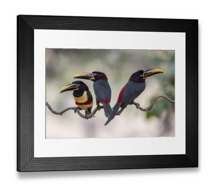 Framed Print : Chestnut-eared aracari (Pteroglossus castanotis) on cat-gut vine. Pantanal, Brazil, August Framed Print : Chestnut-eared aracari (Pteroglossus castanotis) on cat-gut vine. Pantanal, Brazil, August