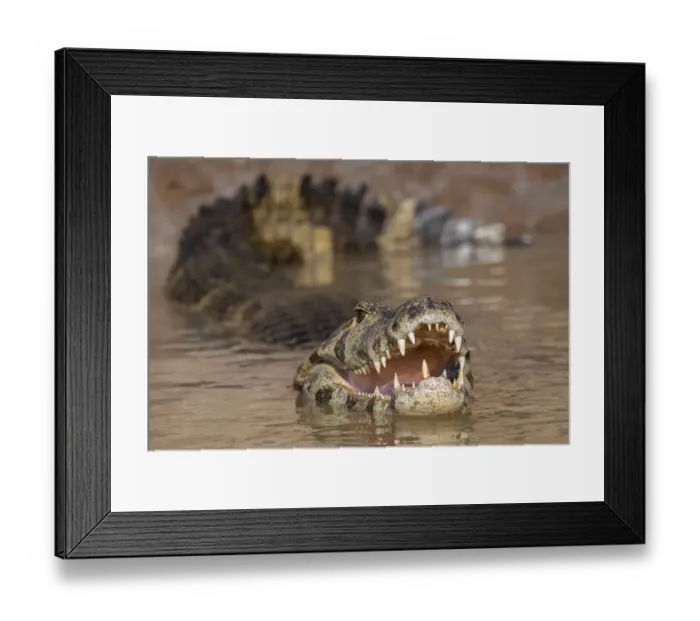 Framed Print : Yacare caiman (Caiman yacare) Cuiaba River, Pantanal, Brazil, August Framed Print : Yacare caiman (Caiman yacare) Cuiaba River, Pantanal, Brazil, August