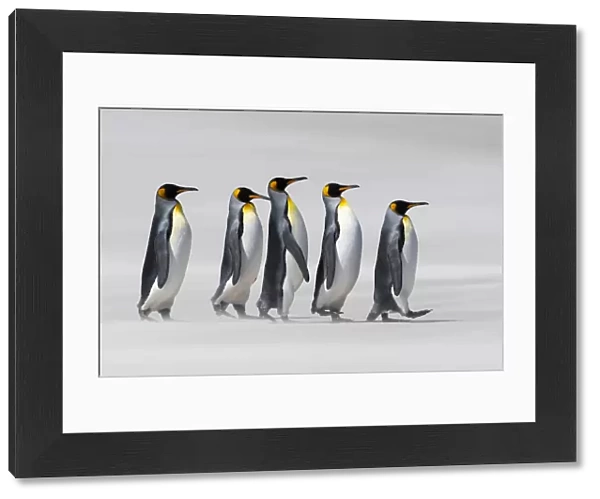 King penguins (Aptenodytes patagonicus) walking in line on a windy beach. Sanders Island