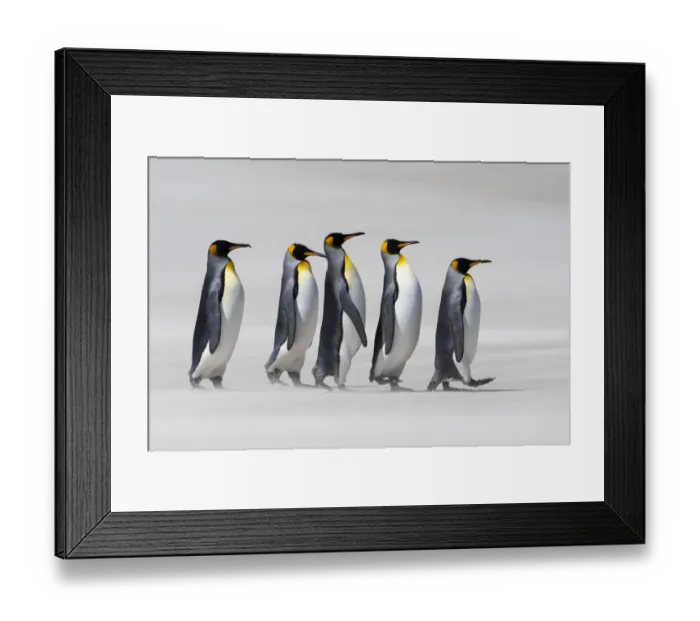 Framed Print : King penguins (Aptenodytes patagonicus) walking in line on a windy beach. Sanders Island Framed Print : King penguins (Aptenodytes patagonicus) walking in line on a windy beach. Sanders Island