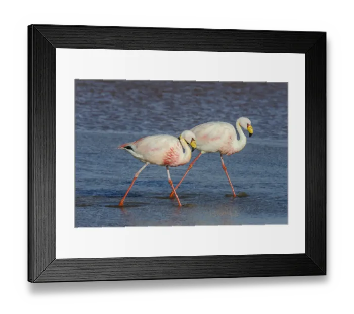 Framed Print : James flamingo / Puna flamingo (Phoenicoparrus jamesi). Lago Colorado, Bolivia Framed Print : James flamingo / Puna flamingo (Phoenicoparrus jamesi). Lago Colorado, Bolivia