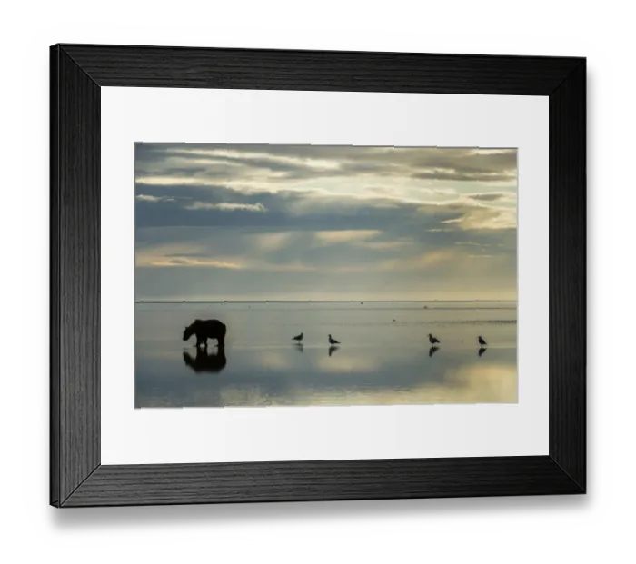 Framed Print : Brown bear Ursus arctos) searching for clams on tidal mudflat with waterbirds