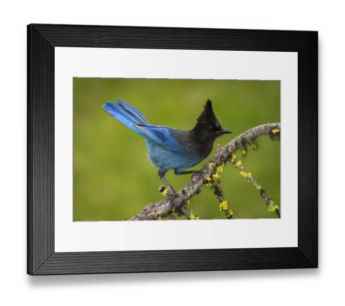 Framed Print : Stellers jay (Cyanocitta stelleri) perched on branch. British Columbia, Canada, June Framed Print : Stellers jay (Cyanocitta stelleri) perched on branch. British Columbia, Canada, June