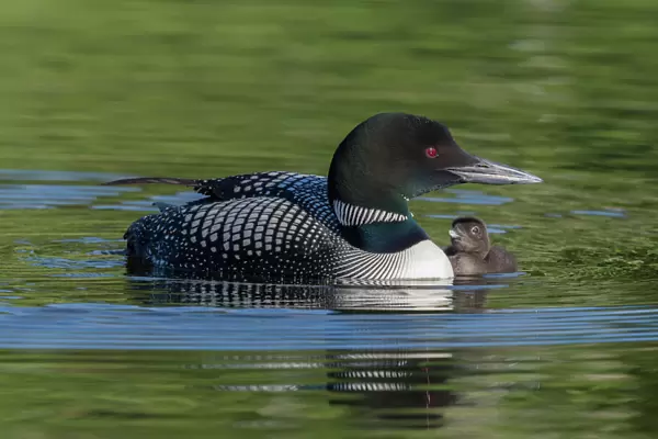 Common loon (Gavia immer) with a chick alongside. British Columbia, Canada. June