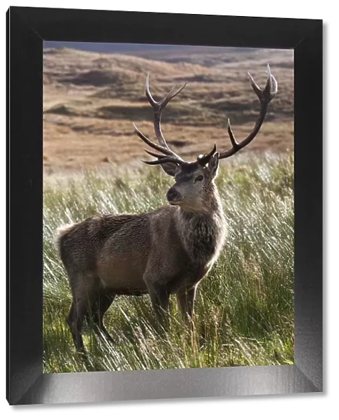 Red deer (Cervus elaphus) on moorland  /  blanket bog silhouetted against rushes, Alladale Estate