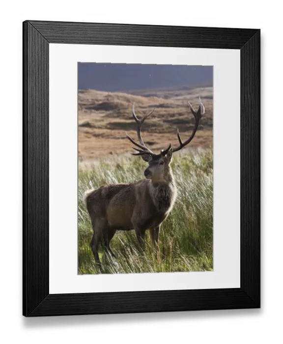 Framed Print : Red deer (Cervus elaphus) on moorland / blanket bog silhouetted against rushes, Alladale Estate Framed Print : Red deer (Cervus elaphus) on moorland / blanket bog silhouetted against rushes, Alladale Estate