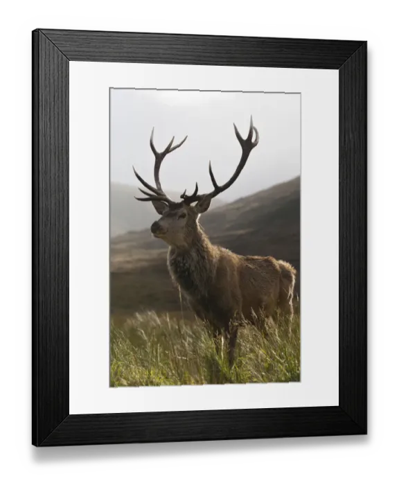 Framed Print : Red deer (Cervus elaphus) on moorland / blanket bog silhouetted against rushes, Alladale Estate Framed Print : Red deer (Cervus elaphus) on moorland / blanket bog silhouetted against rushes, Alladale Estate