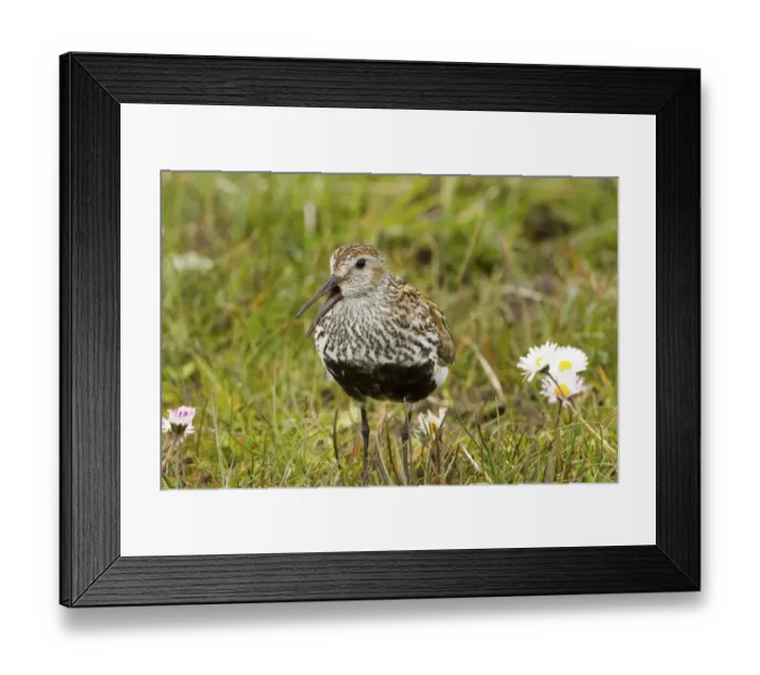 Framed Print : Dunlin (Calidris alpina ) North Uist, Outer Hebrides, Scotland, UK, June Framed Print : Dunlin (Calidris alpina ) North Uist, Outer Hebrides, Scotland, UK, June