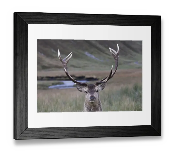 Framed Print : Red Deer (Cervus elaphus) portrait of head of stag and antlers. Alladale Estate, Scotland Framed Print : Red Deer (Cervus elaphus) portrait of head of stag and antlers. Alladale Estate, Scotland