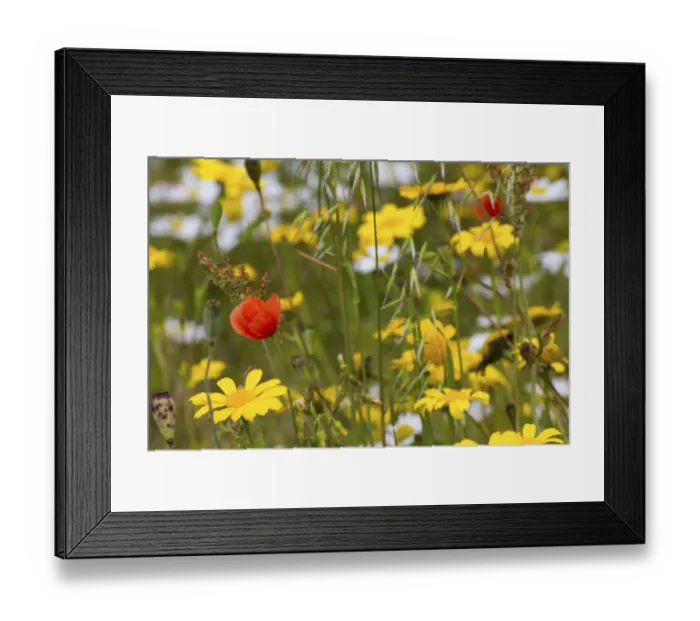 Framed Print : Corn Marigold (Chrysanthemum segetum) and Scentless mayweed (Tripleurospermum inodorum)