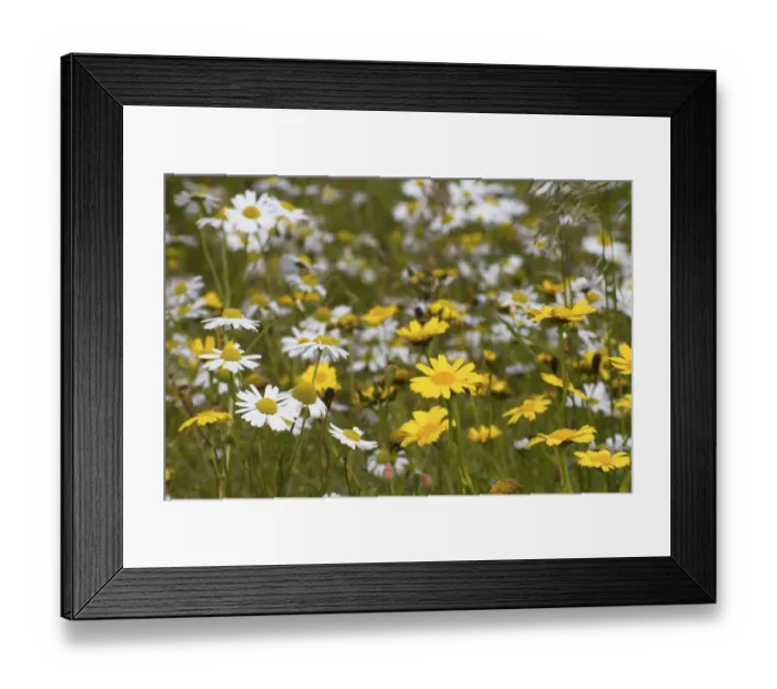 Framed Print : Corn Marigold (Chrysanthemum segetum) and Scentless mayweed (Tripleurospermum inodorum) Framed Print : Corn Marigold (Chrysanthemum segetum) and Scentless mayweed (Tripleurospermum inodorum)