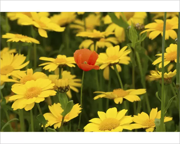 Corn marigold (Chrysanthemum segetum) and Common poppy (Papaver rhoeas), in strips