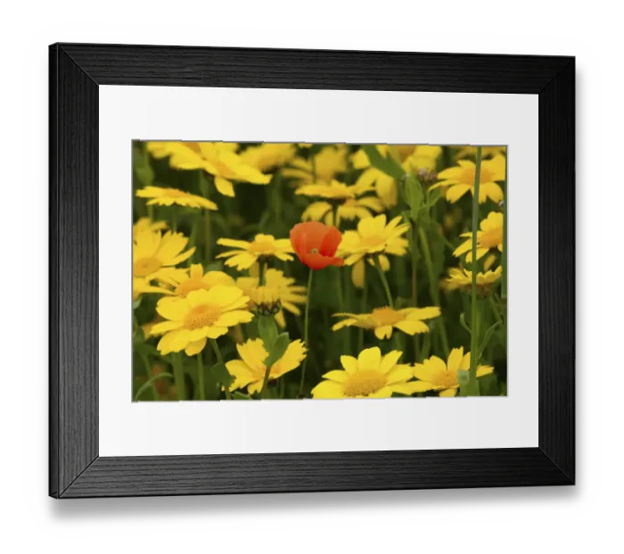 Framed Print : Corn marigold (Chrysanthemum segetum) and Common poppy (Papaver rhoeas), in strips Framed Print : Corn marigold (Chrysanthemum segetum) and Common poppy (Papaver rhoeas), in strips