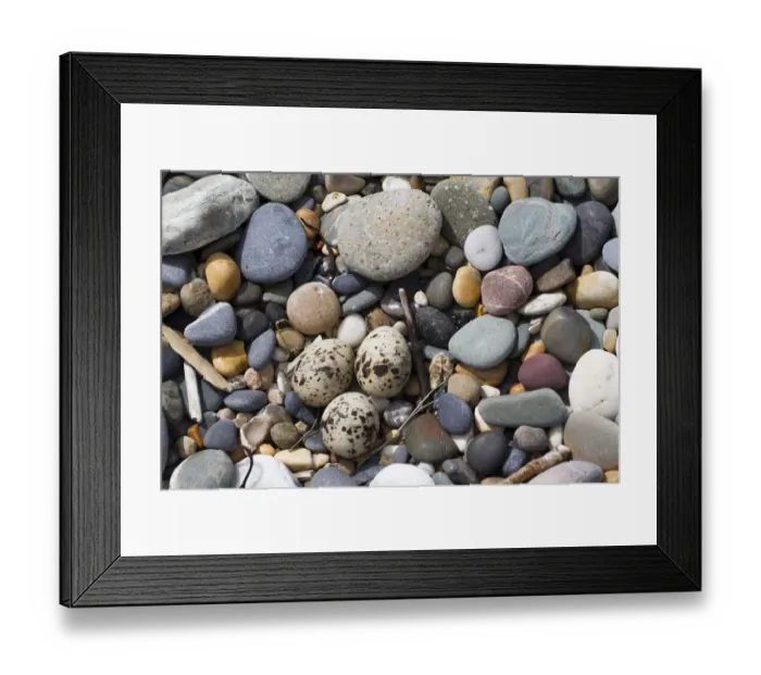 Framed Print : Little tern (Sterna albifrons) nest with three eggs in shingle ridge. County Wicklow Framed Print : Little tern (Sterna albifrons) nest with three eggs in shingle ridge. County Wicklow