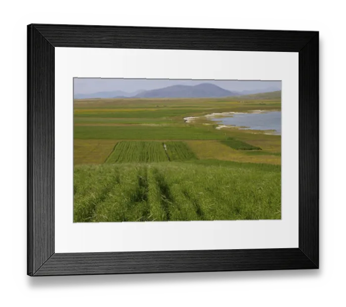 Framed Print : Strips of cultivated Black oats (Avena strigosa), grown by crofters, who create sillage Framed Print : Strips of cultivated Black oats (Avena strigosa), grown by crofters, who create sillage