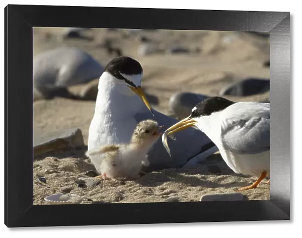 Little tern (Sterna albifrons ) feeding sand eel (Hyperoplus spp) to young chick
