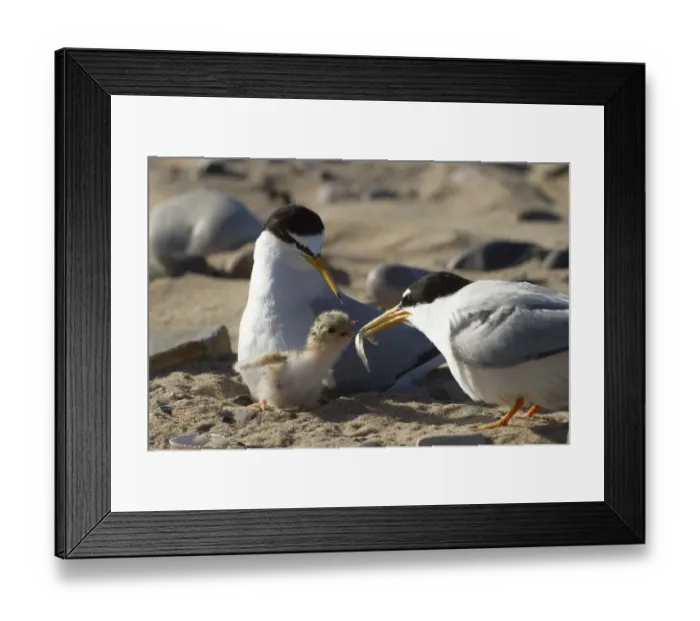 Framed Print : Little tern (Sterna albifrons ) feeding sand eel (Hyperoplus spp) to young chick Framed Print : Little tern (Sterna albifrons ) feeding sand eel (Hyperoplus spp) to young chick
