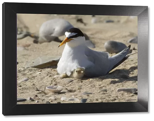 Little tern (Sterna albifrons) with newly hatched chick, Gronant dunes, Denbighshire