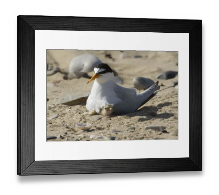 Framed Print : Little tern (Sterna albifrons) with newly hatched chick, Gronant dunes, Denbighshire Framed Print : Little tern (Sterna albifrons) with newly hatched chick, Gronant dunes, Denbighshire