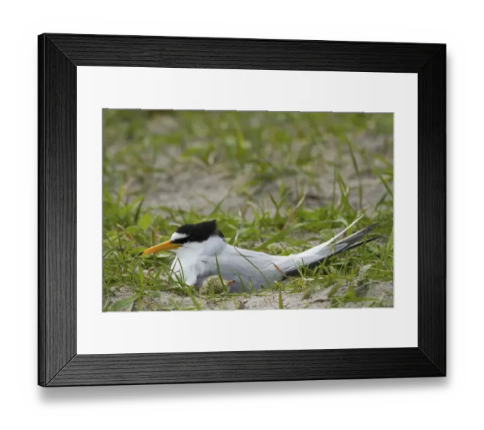 Framed Print : Little tern (Sterna albifrons) at the nest amongst Black oats (Avena strigosa) growing Framed Print : Little tern (Sterna albifrons) at the nest amongst Black oats (Avena strigosa) growing