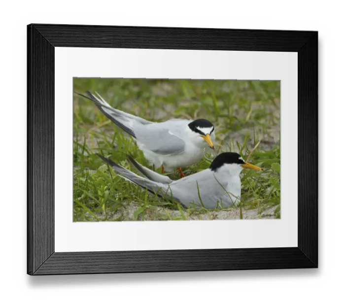 Framed Print : Two Little terns (Sterna albifrons) at the nest amongst Black oats (Avena strigosa) Framed Print : Two Little terns (Sterna albifrons) at the nest amongst Black oats (Avena strigosa)