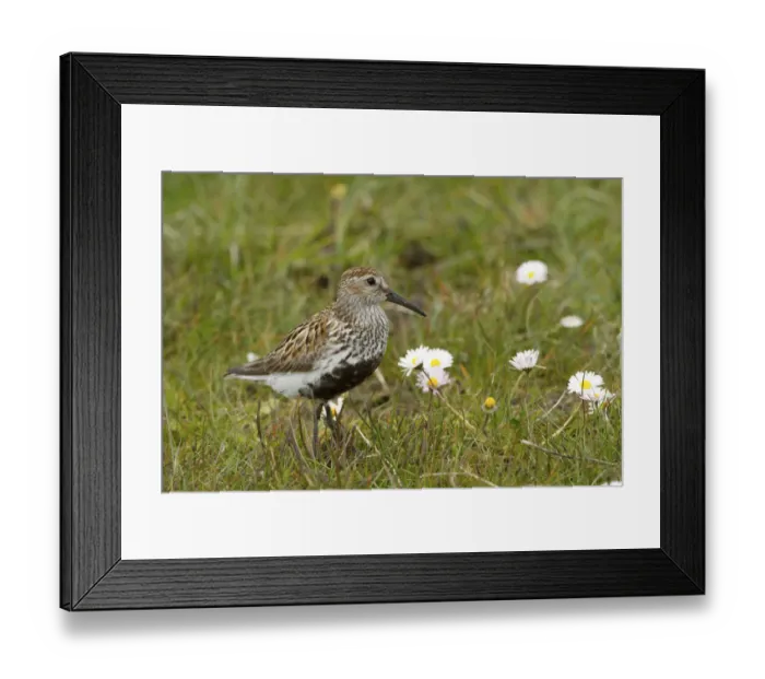 Framed Print : Dunlin (Calidris alpina) small wader with young in machair. North Uist, Scotland, UK, June Framed Print : Dunlin (Calidris alpina) small wader with young in machair. North Uist, Scotland, UK, June