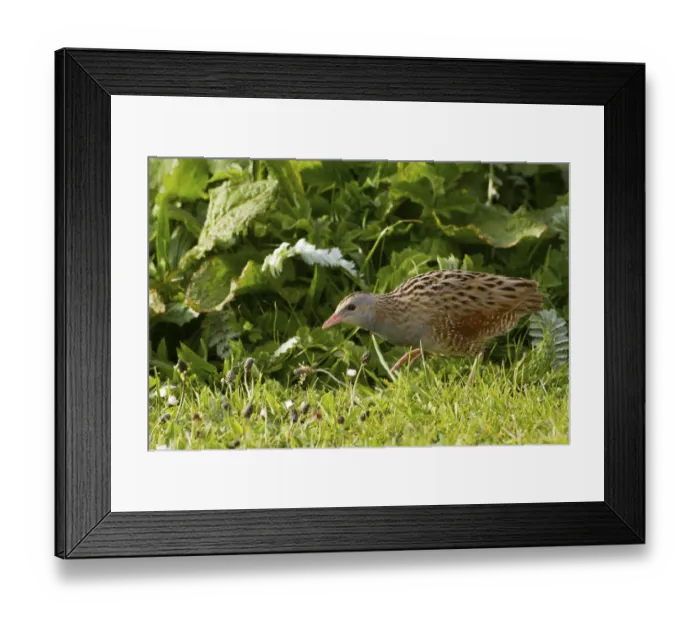Framed Print : Corncrake (Crex crex) walking at dawn on Machair, North Uist, Scotland, UK, June Framed Print : Corncrake (Crex crex) walking at dawn on Machair, North Uist, Scotland, UK, June