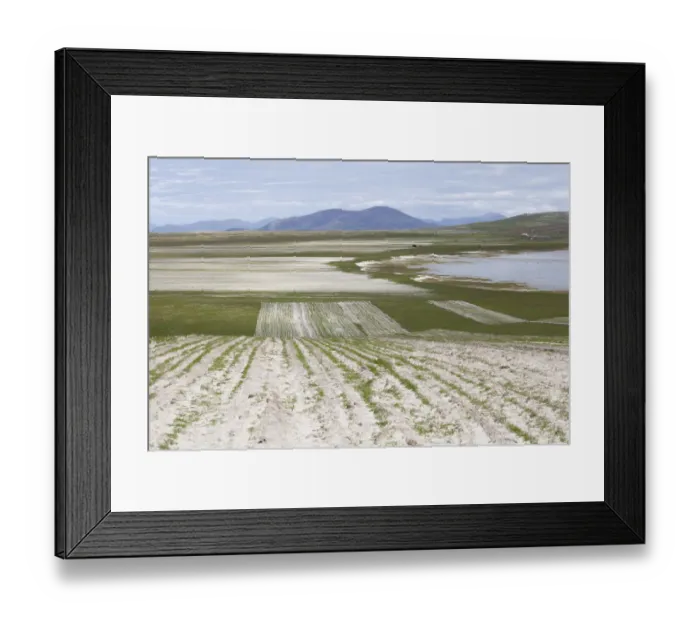 Framed Print : Sequence of strips of cultivated Machair with early shoots of Black oats (Avena strigosa) Framed Print : Sequence of strips of cultivated Machair with early shoots of Black oats (Avena strigosa)