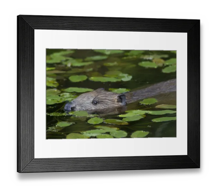 Framed Print : European Beaver (Castor fiber) amongst Pondweed (Potomogeton natans) in freshwater Framed Print : European Beaver (Castor fiber) amongst Pondweed (Potomogeton natans) in freshwater