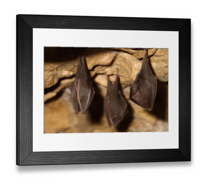 Framed Print : Lesser horseshoe bats (Rhinolophus hipposideros) in magnesium mine, Shropshire, England, UK, April Framed Print : Lesser horseshoe bats (Rhinolophus hipposideros) in magnesium mine, Shropshire, England, UK, April