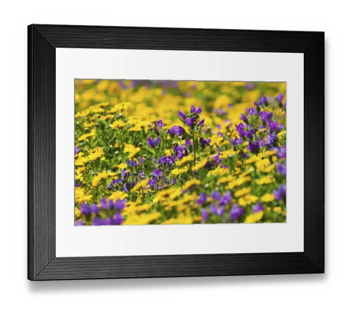 Framed Print : Purple vipers bugloss (Echium plantaineum) growing in fields of Corn Marigold (Chrysanthemum Framed Print : Purple vipers bugloss (Echium plantaineum) growing in fields of Corn Marigold (Chrysanthemum