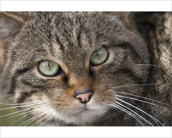 Wild cat (Felis sylvestris) portrait, part of captive breeding project at Alladale Estate