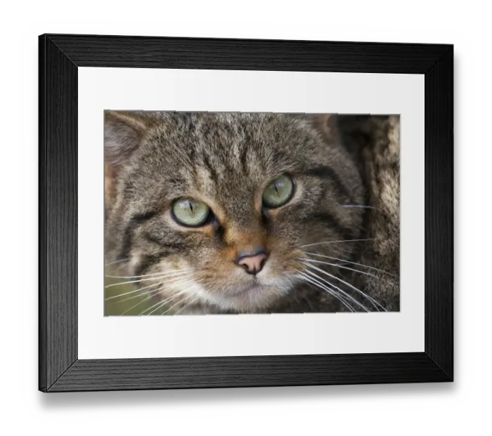 Framed Print : Wild cat (Felis sylvestris) portrait, part of captive breeding project at Alladale Estate Framed Print : Wild cat (Felis sylvestris) portrait, part of captive breeding project at Alladale Estate