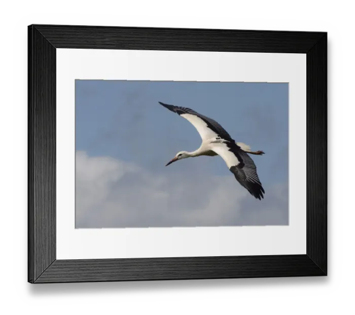 Framed Print : Captive reared juvenile White stork (Ciconia ciconia) with a GPS tracker on its back