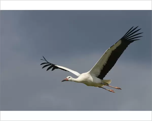 Captive reared juvenile White stork (Ciconia ciconia) in flight over the Knepp Estate