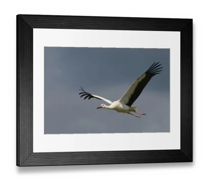 Framed Print : Captive reared juvenile White stork (Ciconia ciconia) in flight over the Knepp Estate Framed Print : Captive reared juvenile White stork (Ciconia ciconia) in flight over the Knepp Estate