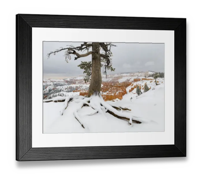 Framed Print : Pine tree (Pinus sp) in winter, Bryce Canyon National Park, Utah, USA, January Framed Print : Pine tree (Pinus sp) in winter, Bryce Canyon National Park, Utah, USA, January