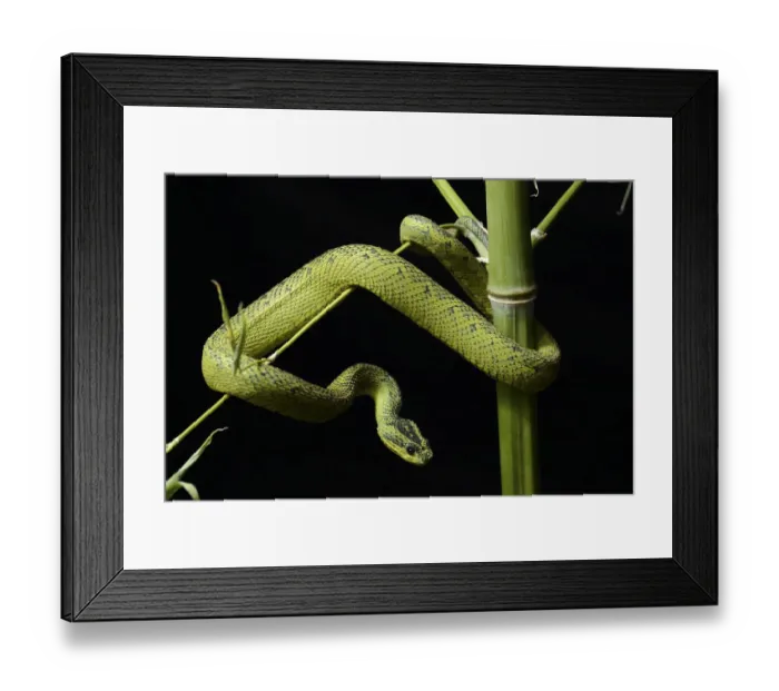 Framed Print : Nitsches bush Viper (Atheris nitschei) captive, from Uganda and Congo