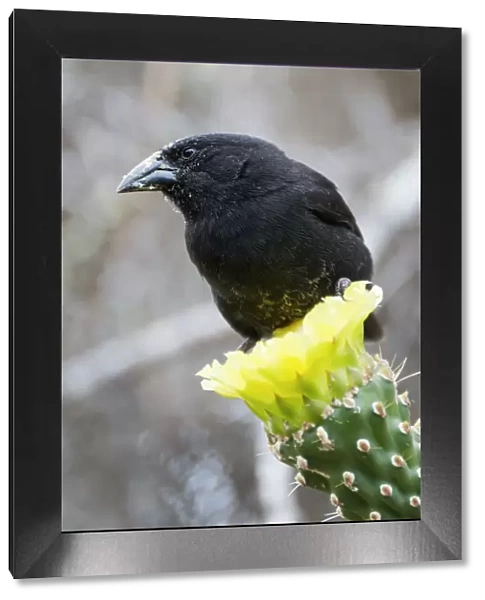 Cactus finch (Geospiza scandens) perched on cactus flower. Espanola, Galapagos Islands